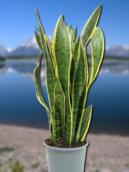 Сансеверия Лауренти,